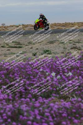 media/Jan-14-2023-SoCal Trackdays (Sat) [[497694156f]]/Turn 14 Exit Bloomig (145pm)/